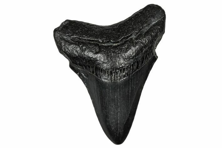 Juvenile Megalodon Tooth - South Carolina #356866